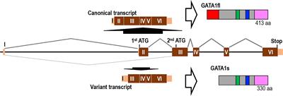 Recent progress in analyses of GATA1 in hematopoietic disorders: a mini-review